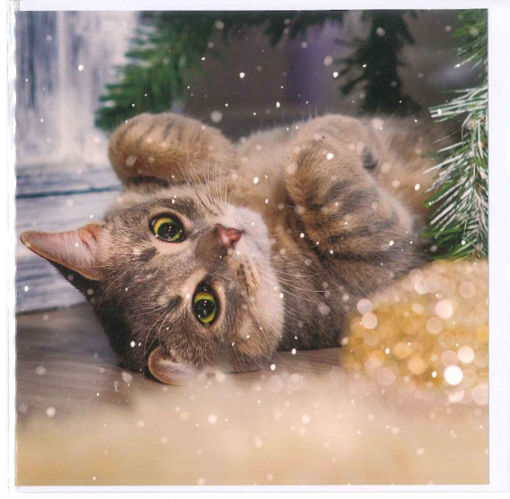 Picture of CAT CHRISTMAS CARD